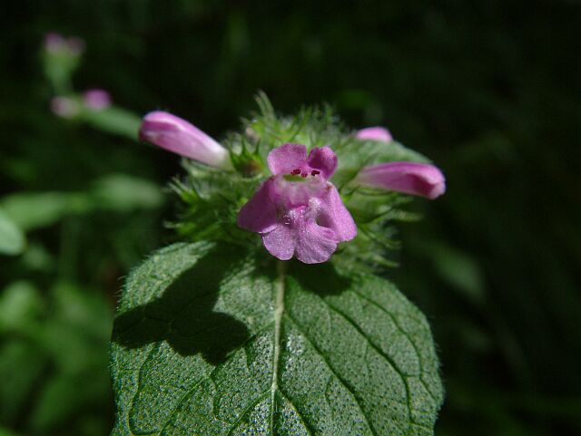 Clinopodium vulgare & Digitalis lutea